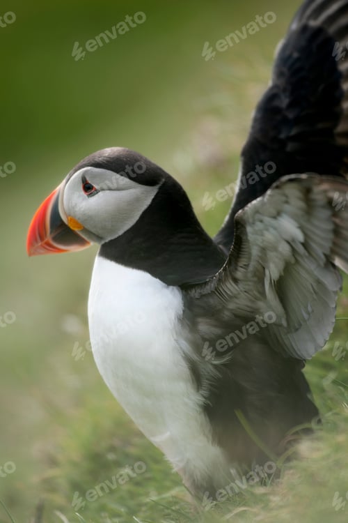 Preview: Atlantic Puffin or Common Puffin, Fratercula arctica, on Mykines, Faroe Islands