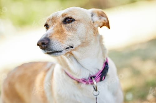 Preview: Shes a sweetheart. Cropped shot of an adorable dog outside in the yard.