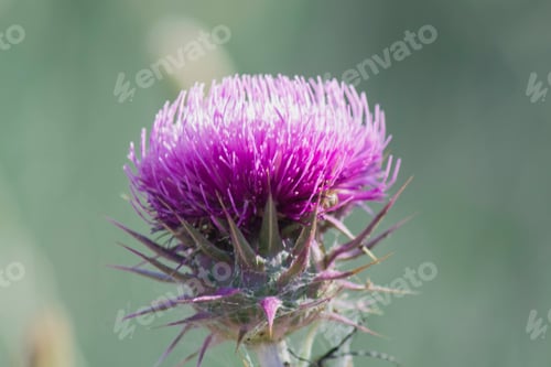 Preview: Selective focus shot of a Dipsacus (Teasel) flower captured in a garden