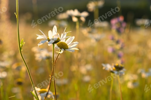 Preview: Bright rays of the sun illuminate the field with daisies