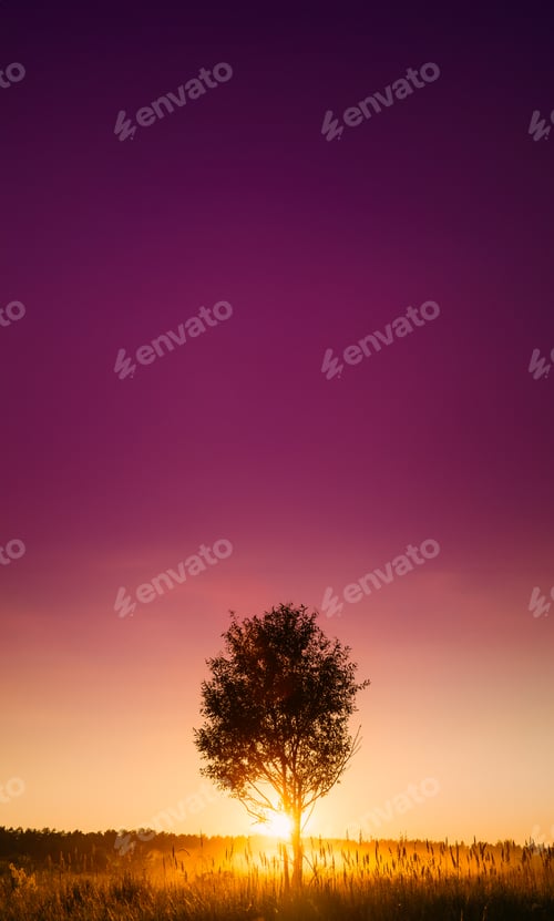 Preview: Sunset Sunrise In Misty Autumn Meadow Landscape With Lonely Tree. Sun Sunshine With Natural Sunlight