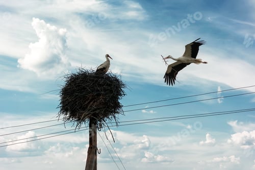 Preview: White stork with tree twig in beak returning to his nest