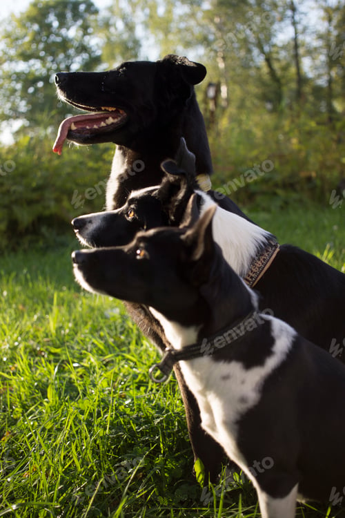 Preview: head shot of three dogs of blurry green background. Side profile view