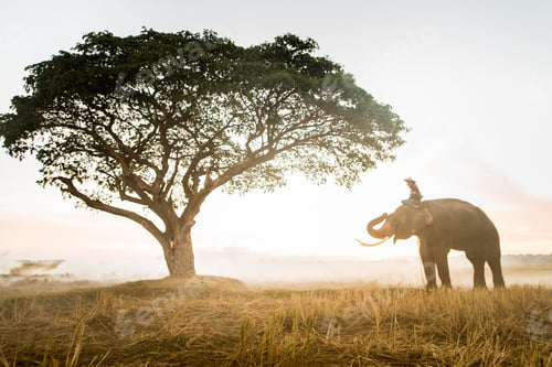 Preview: Elephant at sunrise in Thailand
