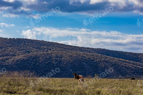 Preview: Kenya Landscapes Hell's Gate National Park Naivasha Nakuru City County Nature