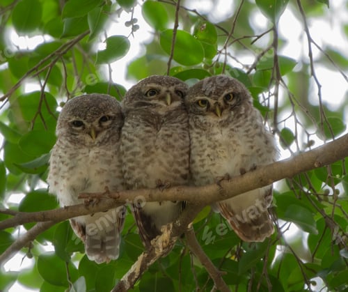 Preview: Three baby owl perching on the branch of the tree