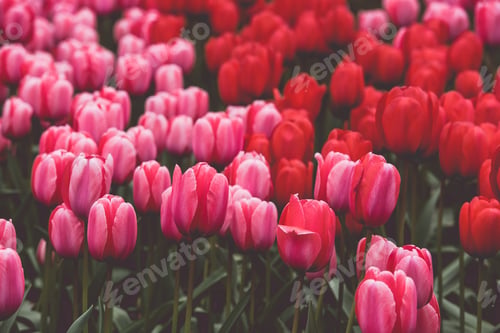 Preview: Multicolored tulips field in the Netherlands