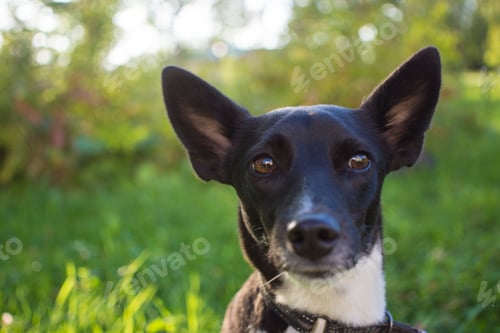 Preview: Portrait of a black and white dog in a Parkю dog's glances