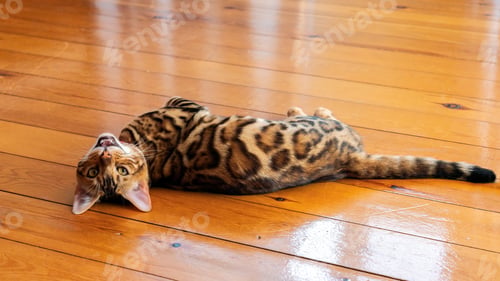 Preview: Young purebred bengal cat resting on the floor