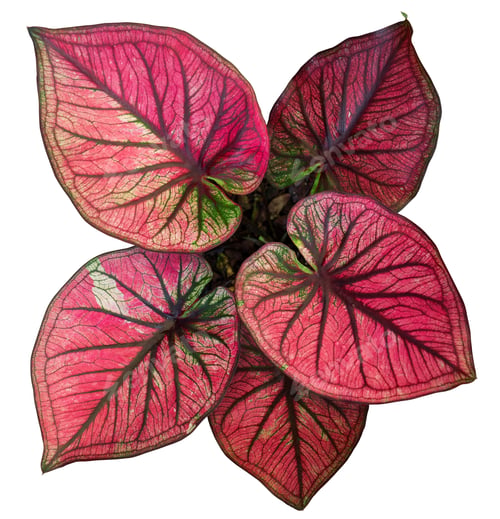 Preview: caladium on white background isolate with clipping path. Queen of the leaves