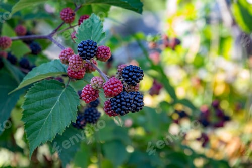 Preview: Growing blackberries.