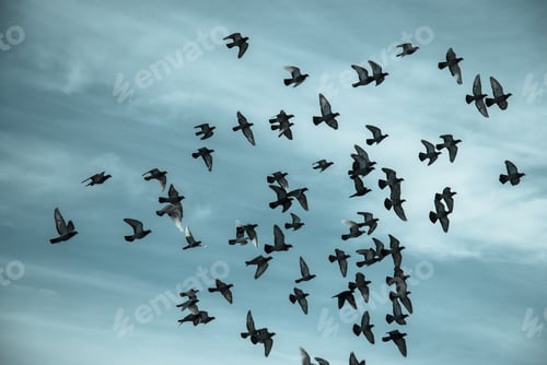 Preview: Silhouettes of pigeons