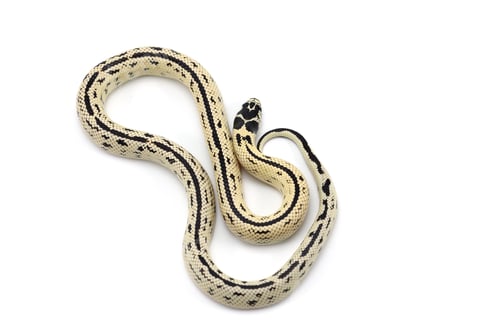 Preview: King snake isolated on white background