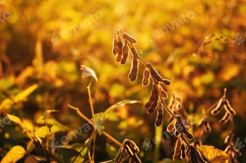 Preview: Ripe harvest ready soybean (Glycine max) crop plantation in summer sunset