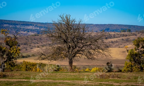 Preview: Solitary tree in autumn landscape under blue sky.