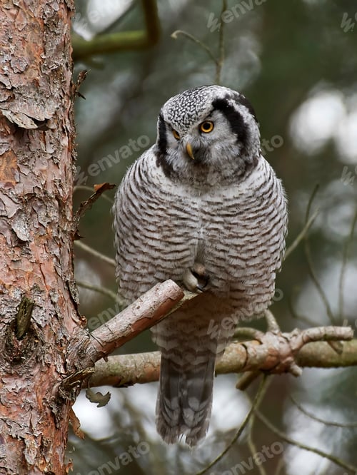Preview: Northern hawk-owl (Surnia ulula)