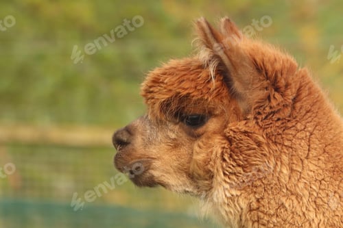 Preview: Light brown alpaca