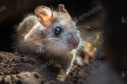 Preview: Closeup of a mouse with big eyes in rocks