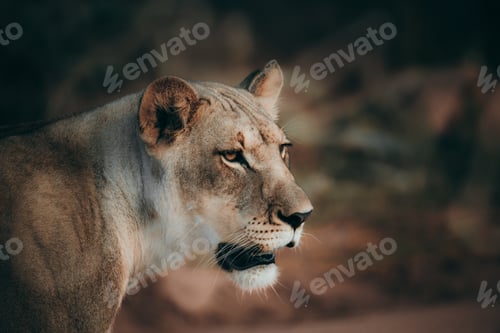 Preview: Lion in the Kruger national safari park