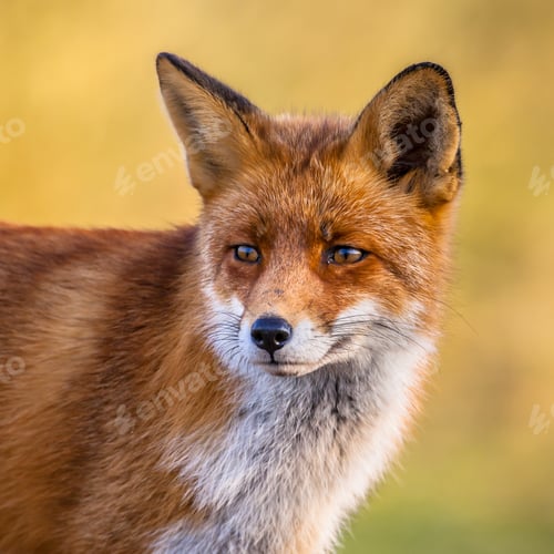 Preview: Portrait of Red Fox face