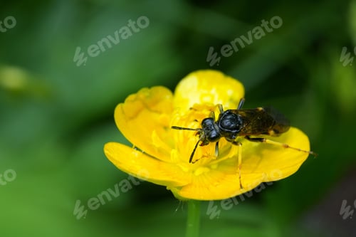 Preview: Macro shot of a Tenthredo perched on a yellow flower