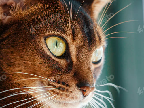 Preview: closeup macro view of Abyssinian cat sitting