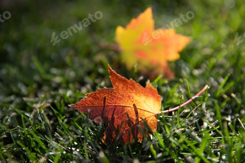 Preview: Fallen leaves bask in sunlight on grassy ground in autumn