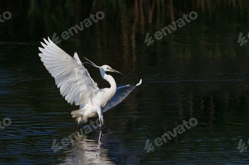 Preview: Little egret (Egretta garzetta)