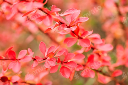 Preview: Red leaves on ornamental bush
