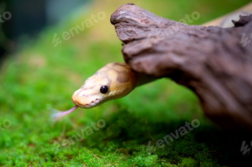 Preview: Yellow and white mixed python snake.