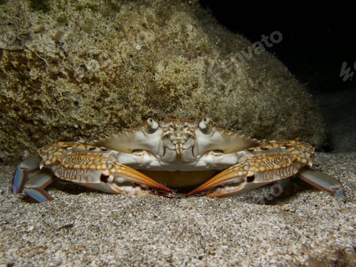 Preview: Pregnant blue swimming crab
