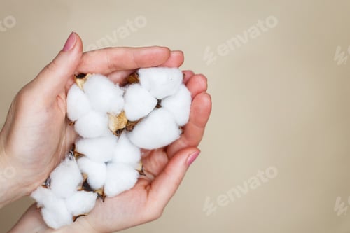 Preview: Woman holding fluffy cotton flowers in her hands isolated on a beige background close up