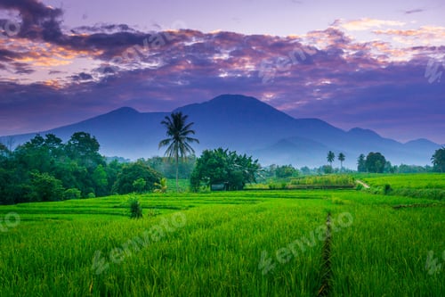 Preview: indonesia beauty landscape paddy fields in north bengkulu natural beautiful morning view from asia