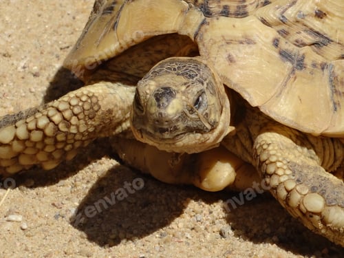 Preview: Closeup shot of a desert tortoise