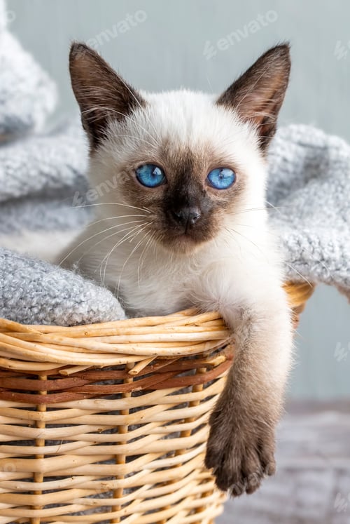 Preview: Cute siamese cat, pet animal kitten