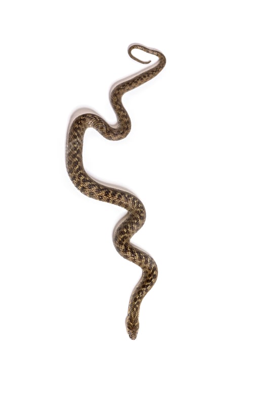 Preview: Viperine water snake, Natrix maura, nonvenomous and Semiaquatic snake, Isolated on white
