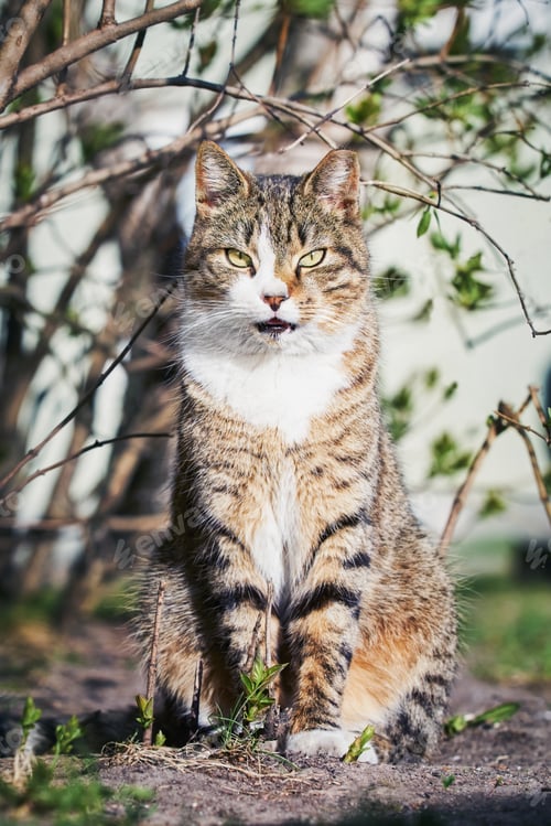 Preview: A beautiful stray cat sits in the bush and looks at the camera