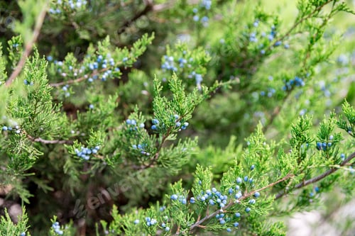 Preview: Juniper with berries. thuja evergreen coniferous tree close up