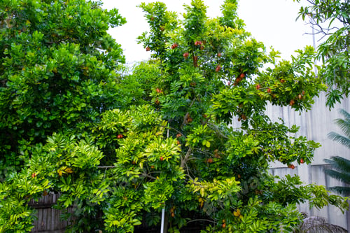 Preview: Ackee tree with lots of fruits in the garden