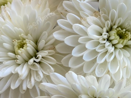 Preview: A close up view of bright white petals of mums outdoors in early spring