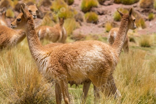 Preview: Guanaco