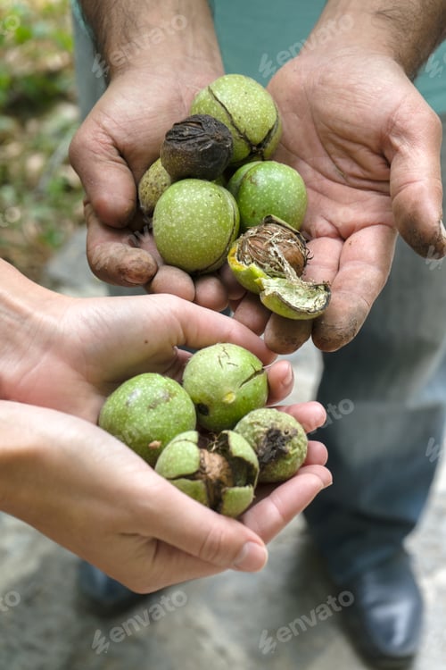 Preview: Green unpeeled walnuts in the hands of farmers side view