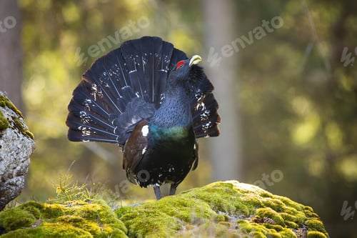Preview: Majestic western capercaillie shining on the moss-covered stone with open tail