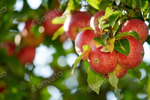 Preview: Fresh apples a sunny day in the garden