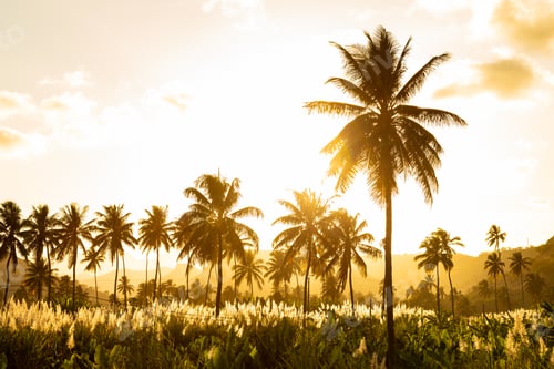 Preview: Sunset on coconut and sugar canne plantation near Achada Fazenda