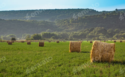Preview: Evening landscape of straw hay bales on green field at sunset. Rural nature