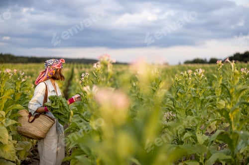 Visualização: Mulher reúne folhas de tabaco na plantação