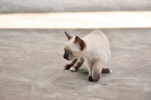 Preview: Beautiful adorable old style siamese blue point shorthaired cat, thai cat with amazing blue eyes.