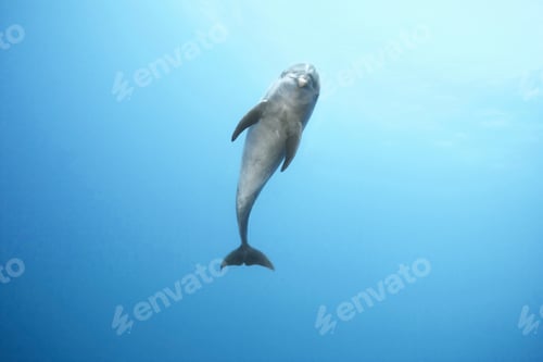 Preview: Bottlenose dolphin swimming in ocean