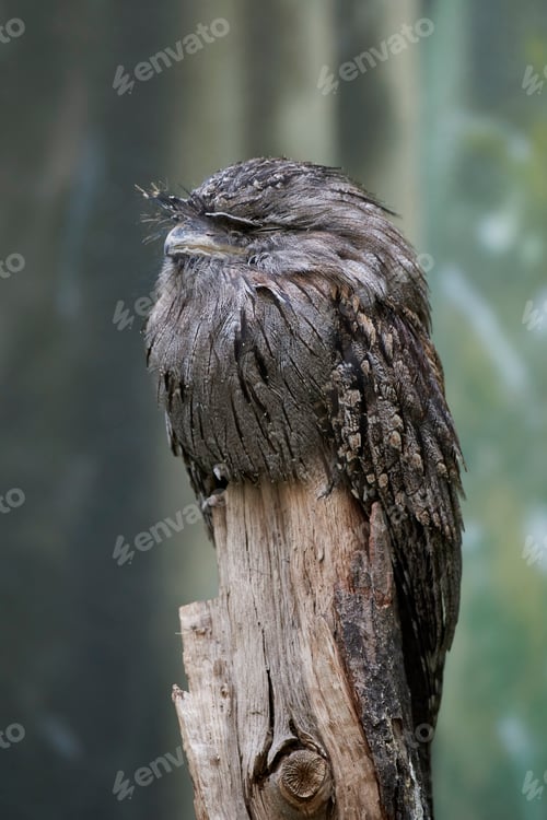 Preview: Tawny frogmouth (Podargus strigoides)